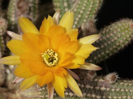 Chamaecereus Renate 