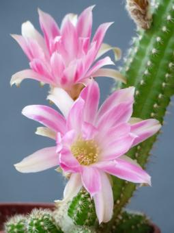 Chamaecereus Rügens Heiße Liebe 