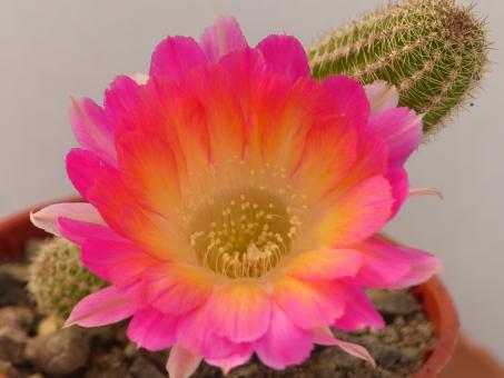 Chamaecereus Rügens Korallenzauber 