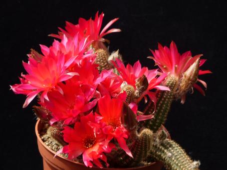 Chamaecereus Rügens Meeresglühen 