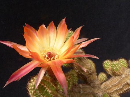 Chamaecereus Rügens Meeresgold 