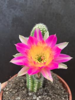 Chamaecereus Rügens Muschelschatz 