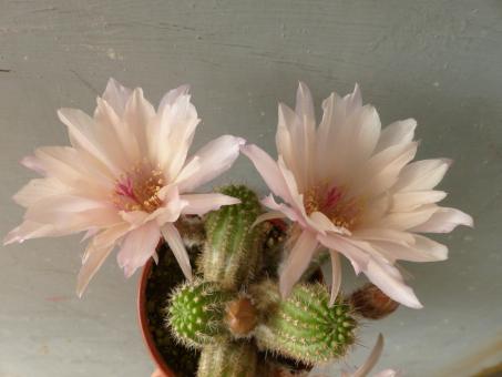 Chamaecereus Rügens Perlmutt 