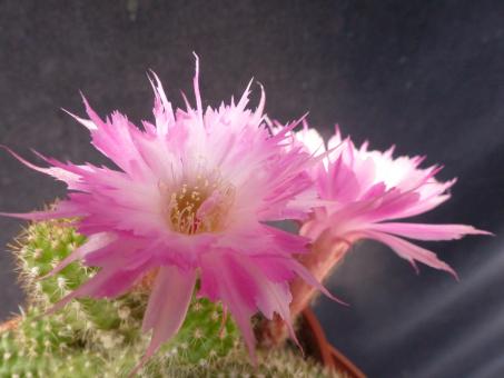 Chamaecereus Rügens Rosa Feder 