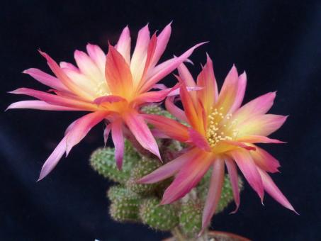 Chamaecereus Rügens Sommerkleid 