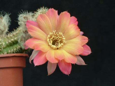 Chamaecereus Rügens Tricolor 