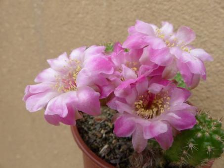 Chamaecereus Rügens Wellenschaum 