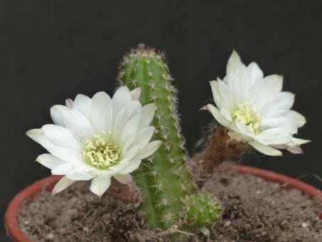 Chamaecereus Schneeweiß 