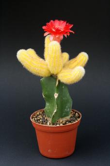 Chamaecereus silvestrii Yellow % VE 