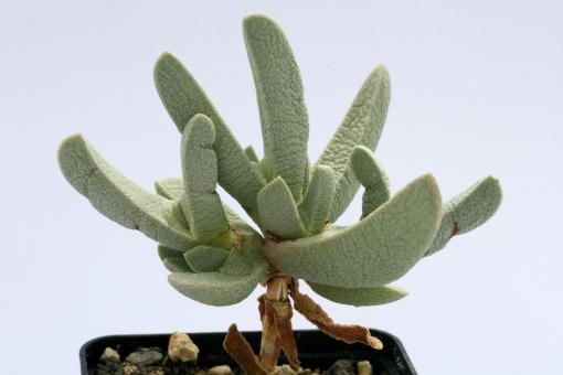 Cheiridopsis acuminata 