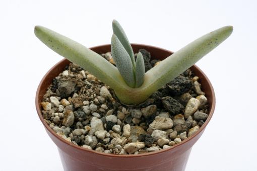 Cheiridopsis marlothii 