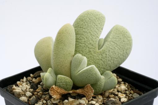 Cheiridopsis pillansii 