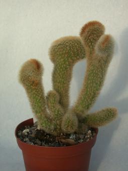 Cleistocactus spec. f. cristata 