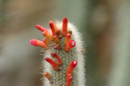 Cleistocactus hyalacanthus 