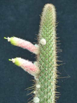 Cleistocactus smaragdiflorus 
