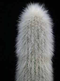 Cleistocactus strausii % 