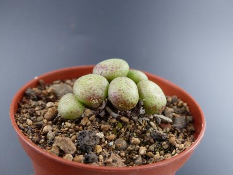 Conophytum jucundum ARM1230 Hosboek 