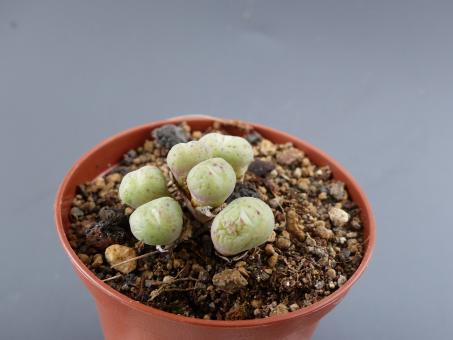 Conophytum jucundum e. of Springbok 