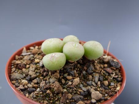 Conophytum jucundum SB1123 Lorelei, Namibia 