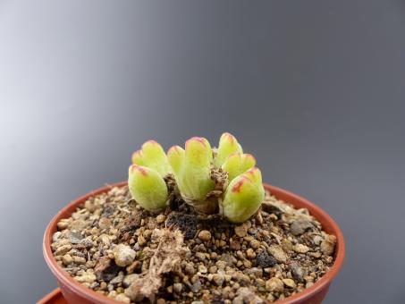 Conophytum marginatum Bushmanland 