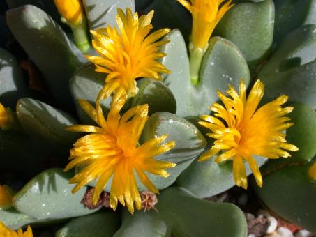 Conophytum meyerae RR1213 Doringriver 