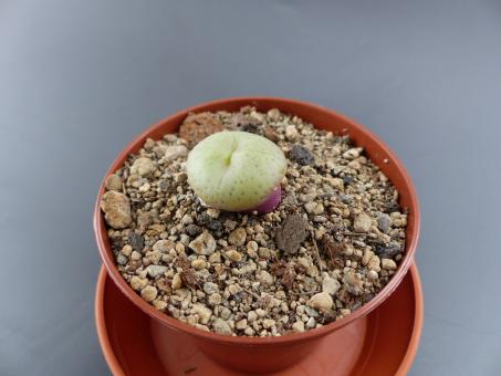 Conophytum truncatum CH2147 n. of Oudtshoorn, RSA 