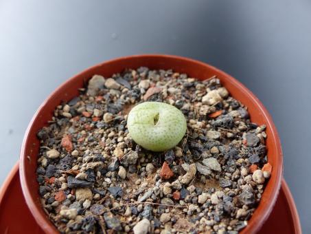 Conophytum truncatum CH2150 e. of Klaarstroom, RSA 