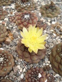 Copiapoa barquitensis FR654 