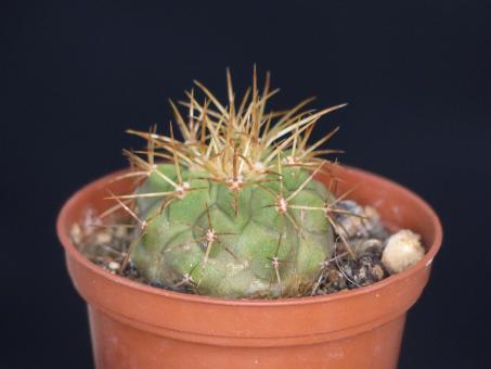 Copiapoa eremophila 