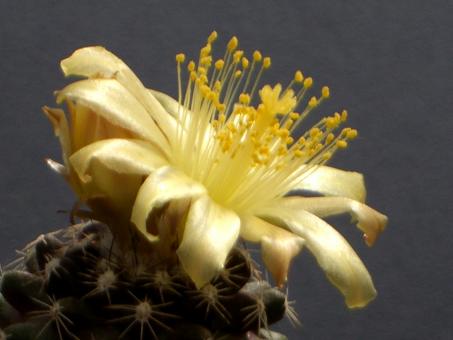 Copiapoa humilis 