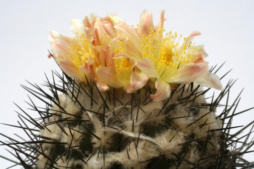 Copiapoa lembckei KK70 Caldera, Chile, 100-200m 