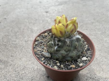 Copiapoa leoensis 