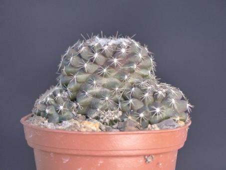 Copiapoa maritima KK1709 Paposo, Chile, 50-100m 