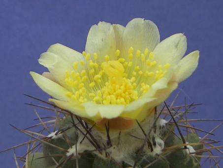 Copiapoa montana FR522 