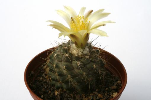 Copiapoa paposoensis 