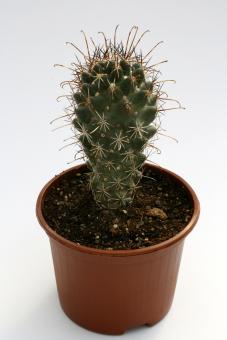 Coryphantha ancistracantha 
