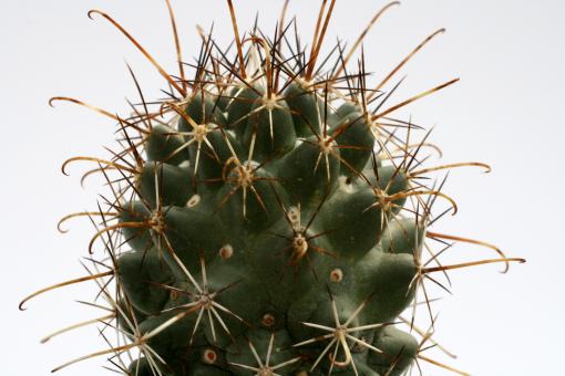 Coryphantha ancistracantha 
