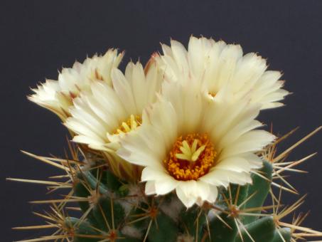 Coryphantha clavata Cañada de Moreno, Guanajuato, MEX 