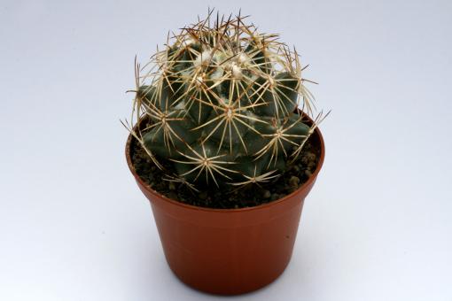 Coryphantha cornifera % 