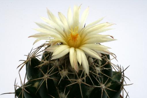 Coryphantha delaetiana  Buen Dia - El Diamante, Dur, MEX 