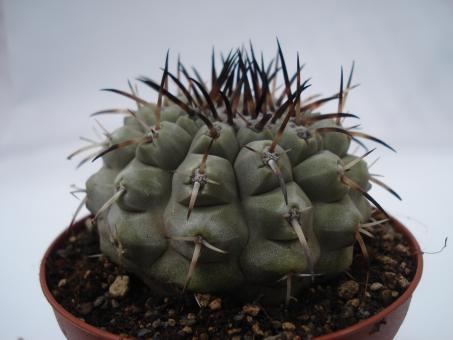 Coryphantha elephantidens 