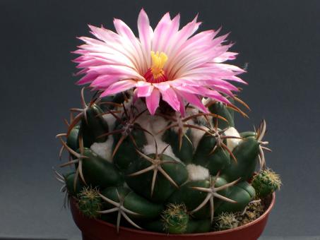 Coryphantha elephantidens 