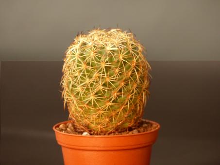 Coryphantha greenwoodii % n. part of Tehuacan-valley, Pue, MEX 