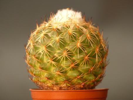 Coryphantha greenwoodii % n. part of Tehuacan-valley, Pue, MEX 