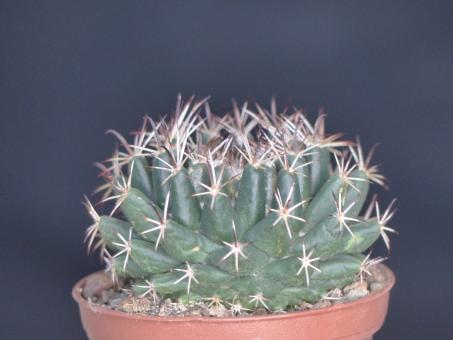 Coryphantha hintoniorum GM589 