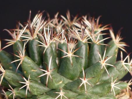 Coryphantha hintoniorum GM589 