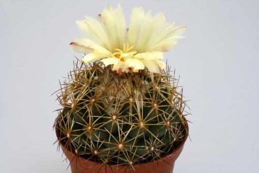 Coryphantha impexicoma 