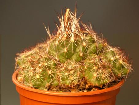 Coryphantha nickelsae Martinitos, NL, MEX 
