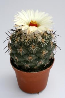 Coryphantha pallida 