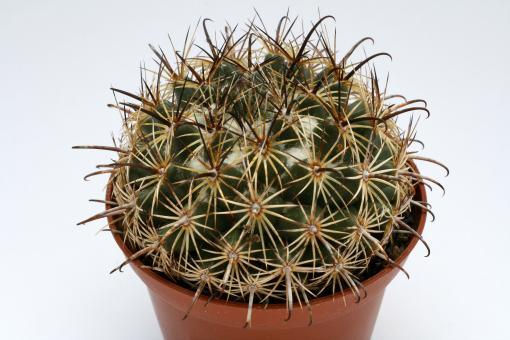 Coryphantha palmeri % SB984 